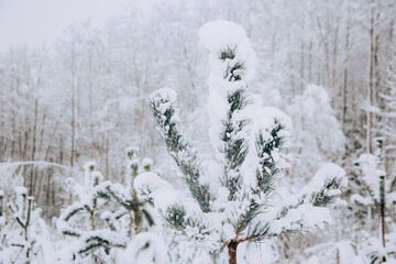 Snow covered pine trees, rural scenery. - 715645643