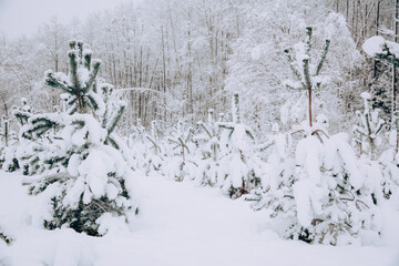 Snow covered pine trees, rural scenery. - 715645854