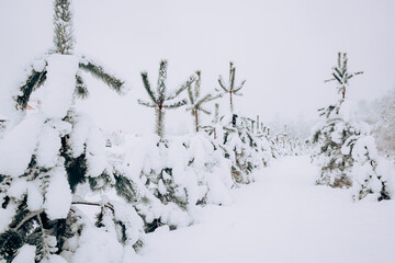 Snow covered pine trees, rural scenery. - 715646027