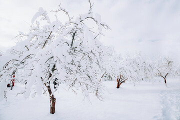 Snow covered trees, winter landscape - 715646038