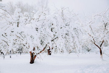 Snow covered trees, winter landscape - 715646277