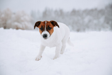 Cute Jack Russell dog walking in the snow.  - 715646462