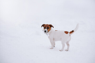 Cute Jack Russell dog walking in the snow.  - 715646852