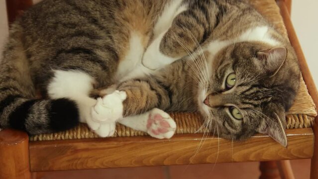 chat tigr&eacute; allong&eacute; sur une chaise