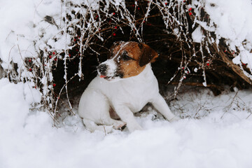 Cute Jack Russell dog playing in the snow.  - 715647256
