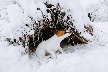 Cute Jack Russell dog playing in the snow.  - 715647649