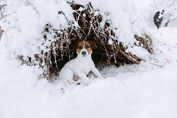 Cute Jack Russell dog playing in the snow.  - 715648000