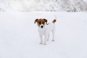 Cute Jack Russell dog walking in the snow.  - 715648007
