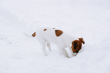 Cute Jack Russell dog walking in the snow.  - 715648251