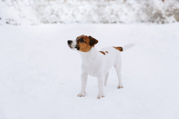 Cute Jack Russell dog walking in the snow.  - 715648269