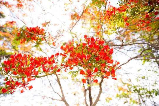 poinciana in bloom with the sun shining through