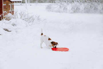 Cute Jack Russell dog playing in the snow. - 715648474