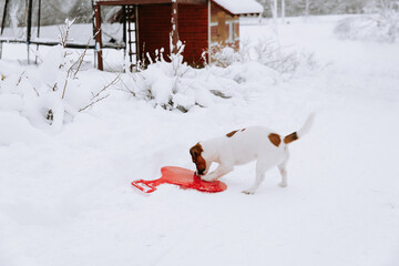 Cute Jack Russell dog playing in the snow. - 715648855