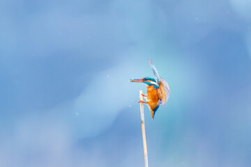 Kingfisher Perched on Stick in Vibrant Display of Nature