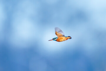 Kingfisher Soaring Through a Clear Blue Sky in Flight