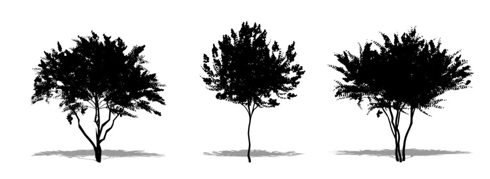 Set or collection of Crape Myrtle trees as a black silhouette on white background. Concept or conceptual vector for nature, planet, ecology and conservation, strength, endurance and  beauty