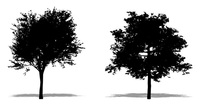 Set or collection of Cedar Elm trees as a black silhouette on white background. Concept or conceptual vector for nature, planet, ecology and conservation, strength, endurance and  beauty