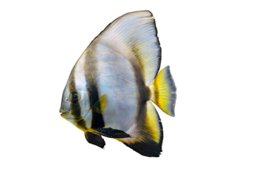 Beautiful bright fish Platax teira, Longfin Batfish isolated on white, transparent background, PNG. Tropical aquarium fish, pet, aquatic organism, underwater animal