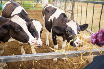 Portrait of Middle East Asian male farming worker feeds a cows with a grass hay in dairy farm. Worker in modern livestock industry and agricultural farming concept.