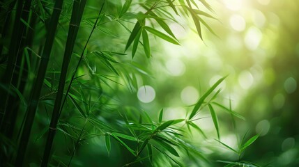 Asian Bamboo forest,natural background