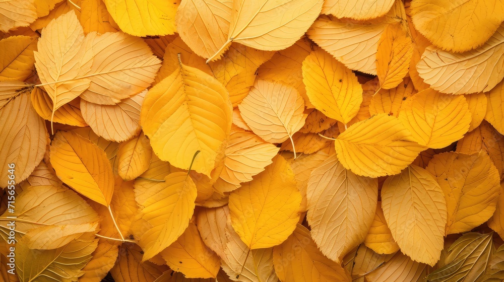 Canvas Prints background texture of yellow leaves autumn leaf background