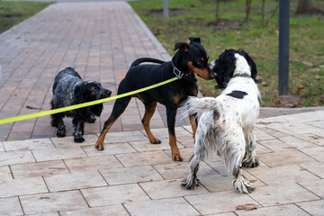 Big and small dogs are friends on the street. Three cute city dogs, spaniels and a German pinscher on a leash, meet and sniff in the park outdoors