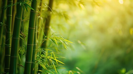 Bamboo forest,green nature background