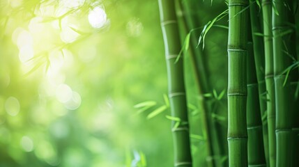 Blurred images of bamboo forest Bamboo Background