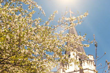 Beautiful spring cherry blossom tree. Shallow depth of field.