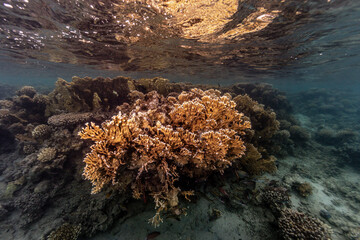 Underwater photography of coral and marine life