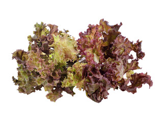 Fresh red lettuce transparent png