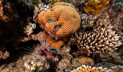 Underwater photography of coral and marine life