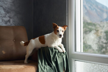A Jack Russell Terrier dog sits alert on a taupe armchair, its bright eyes and perky ears adding a...
