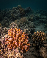 Underwater photography of coral and marine life