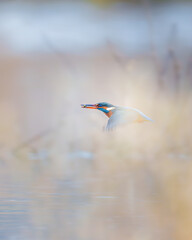 Kingfisher after successful  hunt