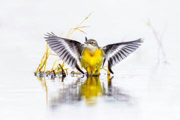 Yellow Wagtail Spreading its wings While Taking a bath