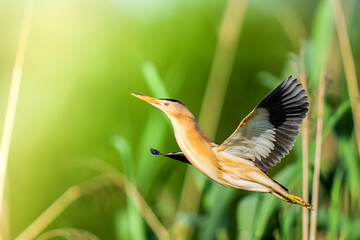Little Bittern Soaring through reed on a sunny day