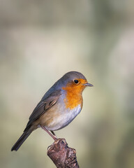 Robin portrait