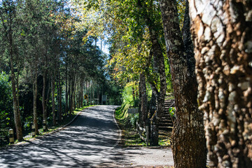 path in the park