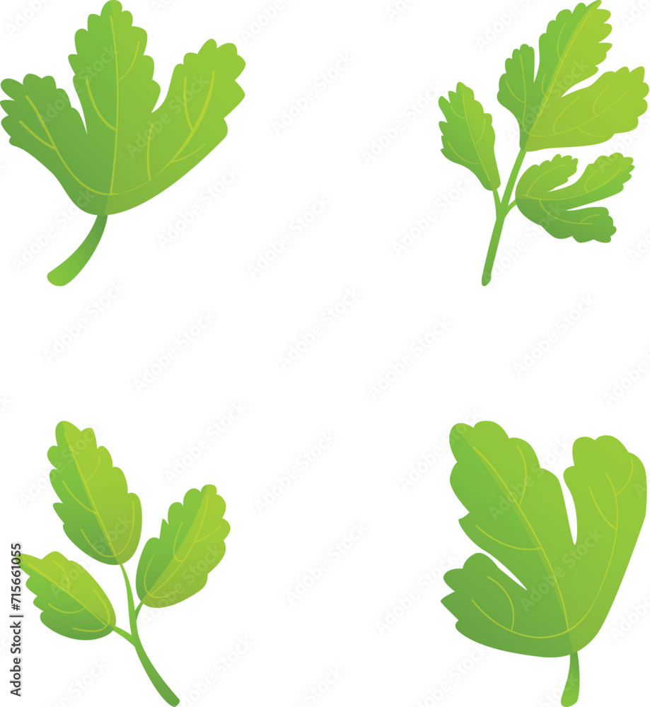 Wall mural Parsley branch icons set cartoon vector. Fresh green parsley leaf. Vegetable ingredient