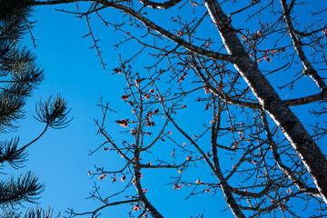 branches against sky