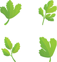 Parsley branch icons set cartoon vector. Fresh green parsley leaf. Vegetable ingredient