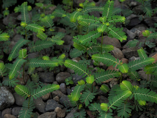 green fern in the garden
