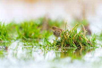 Mountain Pipit looking for Food