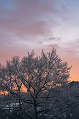 Winterwetter Schnee auf Ästen in Bäumen bei Sonnenaufgang