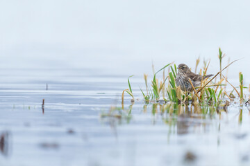 Mountain Pipit looking for Food near a Riverbed