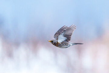 Fieldfare soaring through the Wintersky
