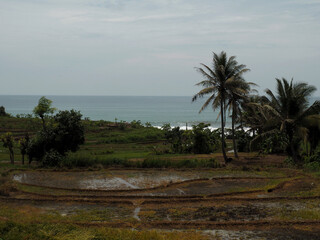 trees on the beach at sunset