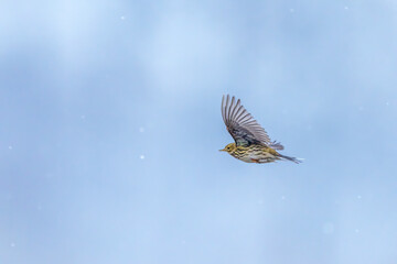 Mountain Pipit looking for Food near a Riverbed