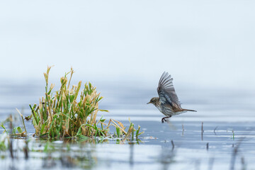 Mountain Pipit looking for Food near a Riverbed